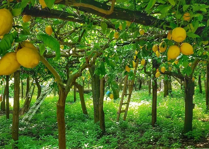Il Limoneto Di Lulu, Holidays Among The Lemon Trees