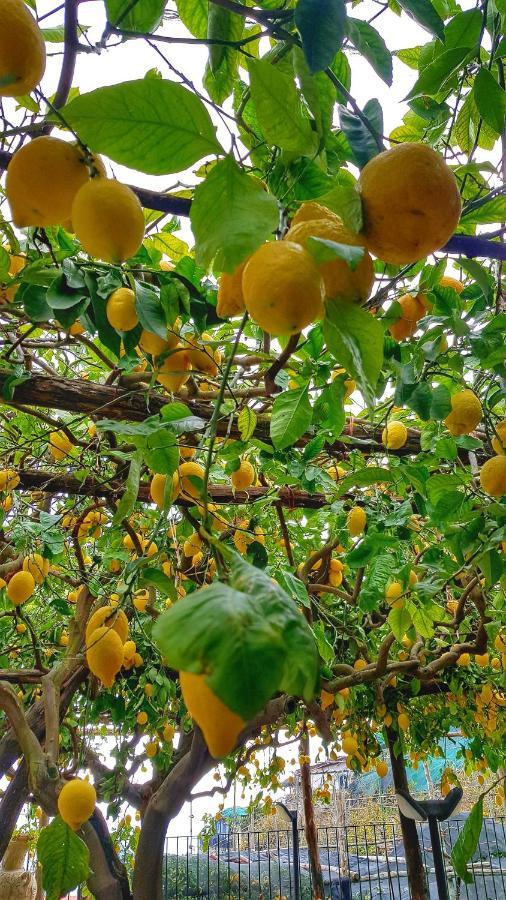 Holiday home Il Limoneto Di Lulu, Holidays Among The Lemon Trees