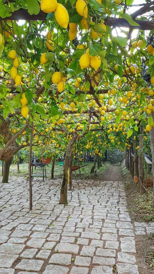 Il Limoneto Di Lulu, Holidays Among The Lemon Trees * Minori