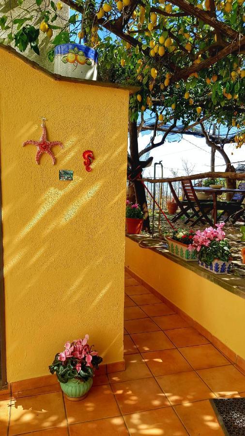 Il Limoneto Di Lulu, Holidays Among The Lemon Trees