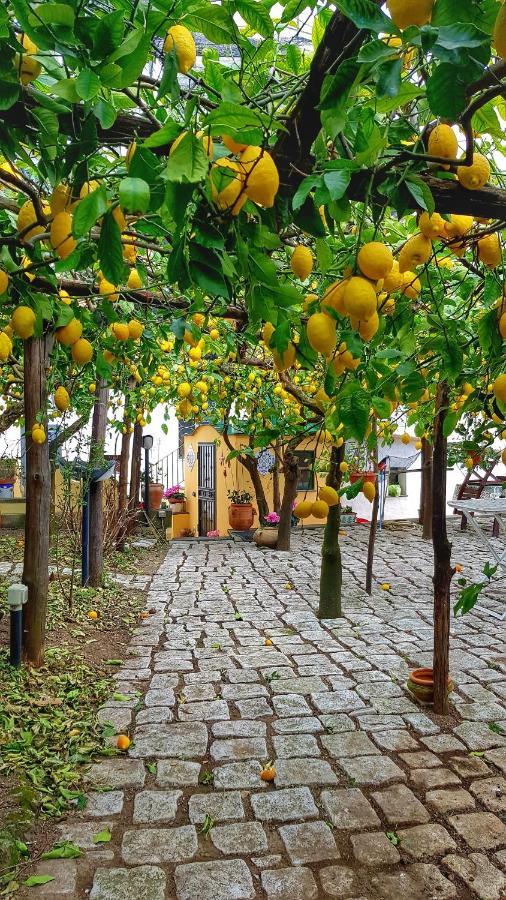 Holiday home Il Limoneto Di Lulu, Holidays Among The Lemon Trees Minori