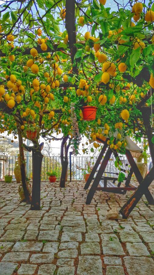 Il Limoneto Di Lulu, Holidays Among The Lemon Trees *