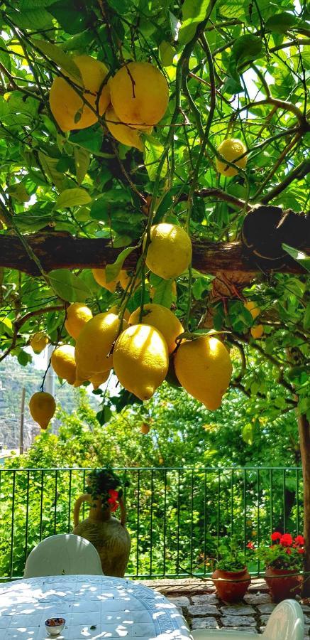 Il Limoneto Di Lulu, Holidays Among The Lemon Trees Сasa de vacaciones Minori