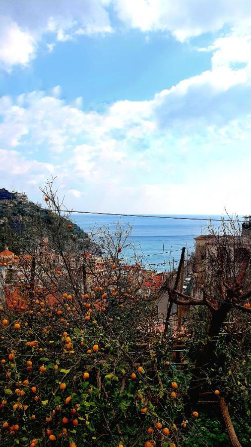 Il Limoneto Di Lulu, Holidays Among The Lemon Trees