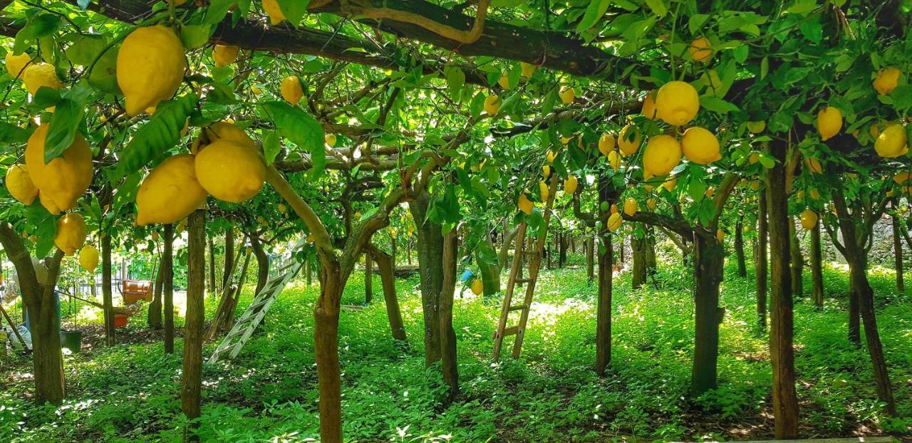 Il Limoneto Di Lulu, Holidays Among The Lemon Trees Minori